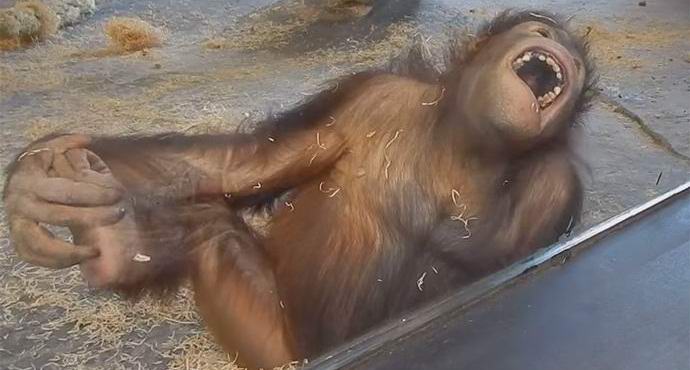 Video s sajícím orangutanem se stalo internetovou senzací.