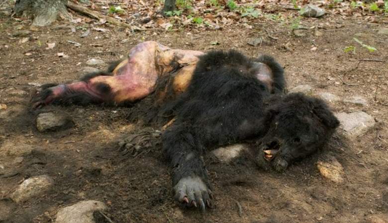 Videa pozůstatků sněhuláka vyvolala internet