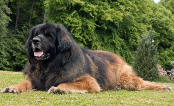 Proč velký pes sní 