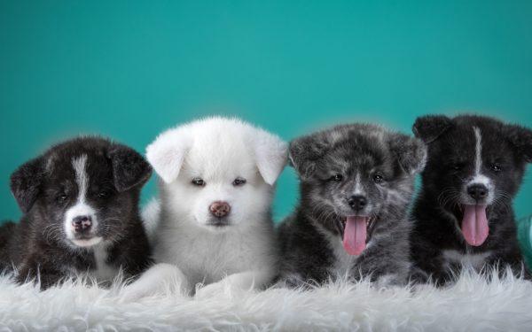 Proč mnoho štěňat sní 