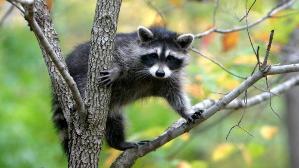  Proč zvířata sní 