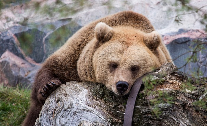 Virtuální archeologové našli medvěda na Marsu