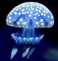 Varování: medúza se blíží!