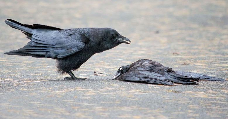 Crowův pohřeb: co nám říkají