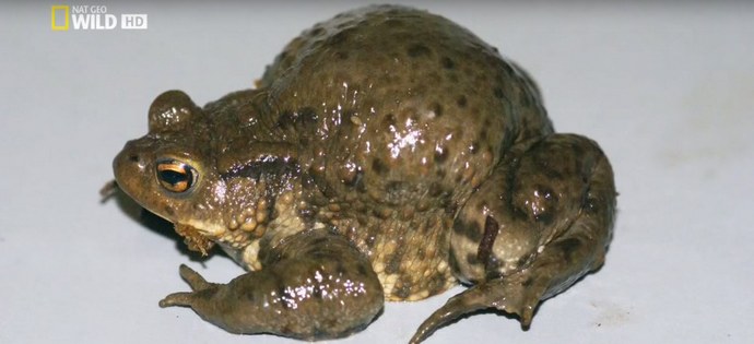 Explodující ropuchy