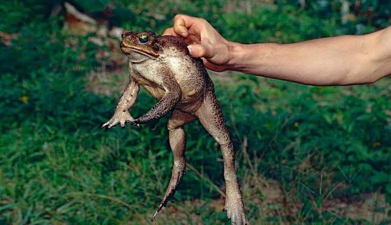 Jedovaté ropuchy, schopné dosáhnout obrovské velikosti, zaplavily Floridu.