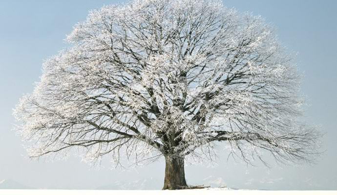 Yakutia Mystical: Sacred Trees