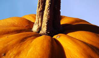 Japonský farmář vyrostl o půl tuny dýně