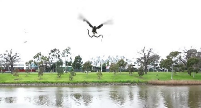 Jestřáb hodí hada na turisty