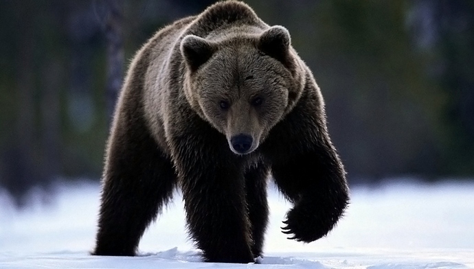 Proč medvědi znesvěcují hroby?