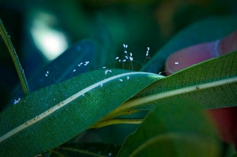 Kouzelné květy Udumbary kvetly - nastává čas na globální změnu.