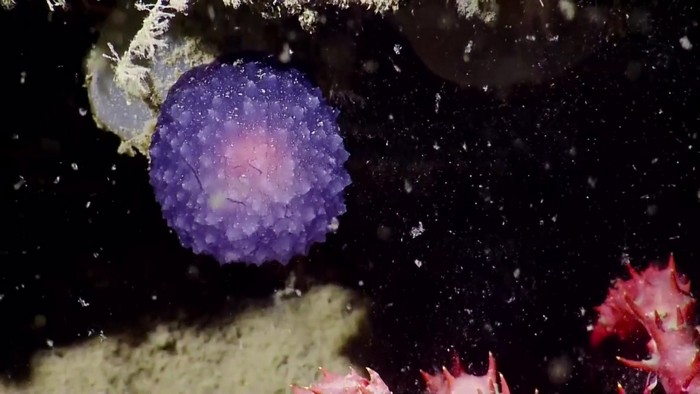 Tajemná světelná koule