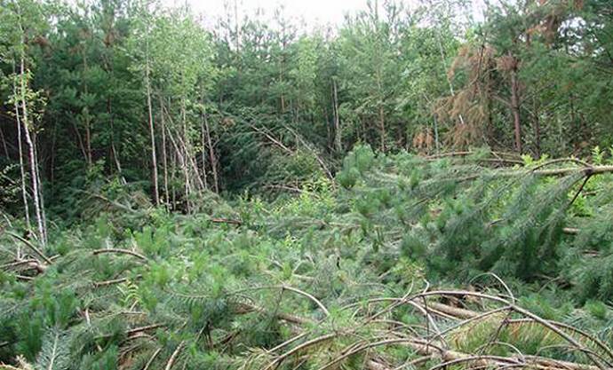 Tajemný pád stromů