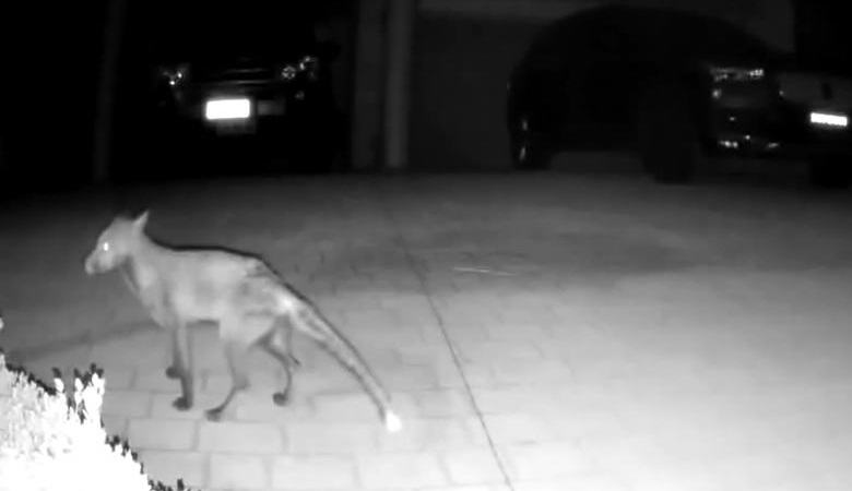 Tajemná bytost se dostala na sledovací kameru