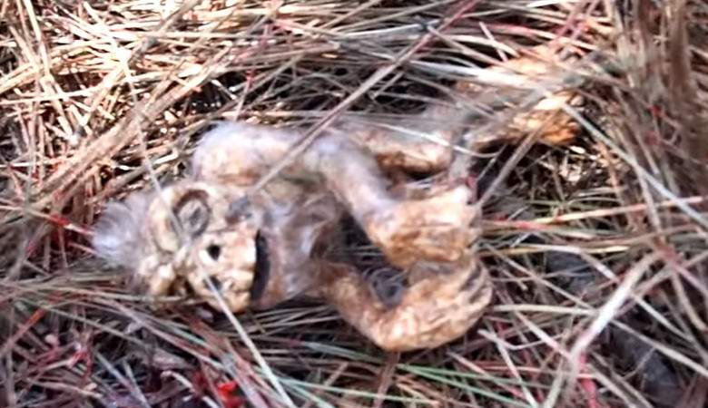 V lese bylo nalezeno embryo sněhuláka