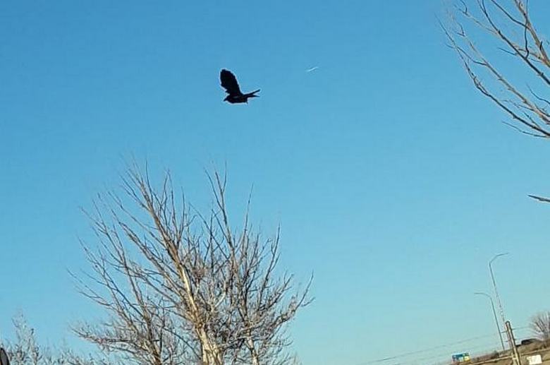 Pták zamrzlý na obloze: závada v matrici nebo jen padělek?