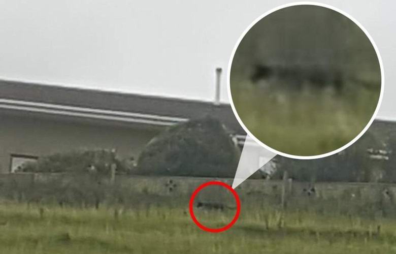 Žena třikrát fotografovala mýtické zvíře Cumbrie.