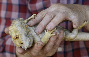 Oregonský obyvatel znovu oživil ještěrku a dal jí masáž srdce