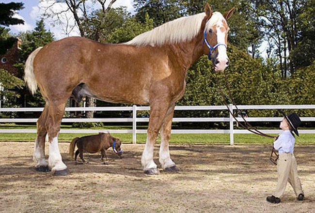 Zvířata jsou obři