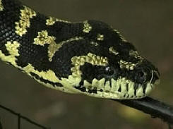 Hadi napadli budovu amerického soudu